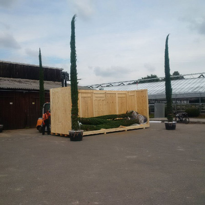 Volga-Dnepr Delivers 7.5-Metre Cypress Trees to Uzbekistan 